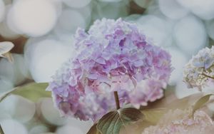 Preview wallpaper hydrangea, inflorescence, glare, blur