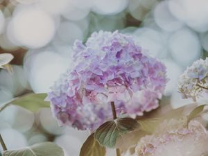 Preview wallpaper hydrangea, inflorescence, glare, blur