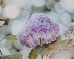 Preview wallpaper hydrangea, inflorescence, glare, blur