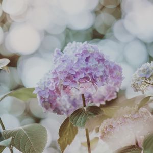 Preview wallpaper hydrangea, inflorescence, glare, blur