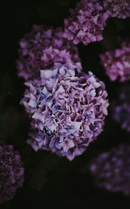 Preview wallpaper hydrangea, inflorescence, lilac, pink, bush