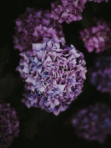 Preview wallpaper hydrangea, inflorescence, lilac, pink, bush