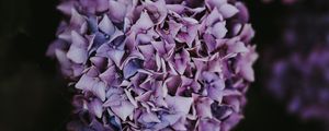 Preview wallpaper hydrangea, inflorescence, lilac, pink, bush