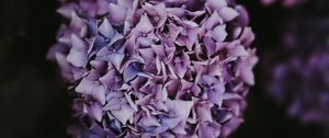 Preview wallpaper hydrangea, inflorescence, lilac, pink, bush