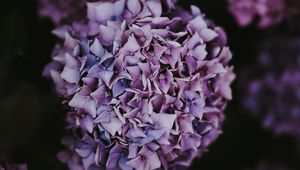 Preview wallpaper hydrangea, inflorescence, lilac, pink, bush