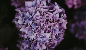 Preview wallpaper hydrangea, inflorescence, lilac, pink, bush