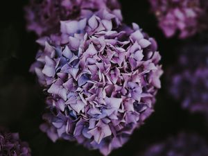 Preview wallpaper hydrangea, inflorescence, lilac, pink, bush