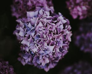 Preview wallpaper hydrangea, inflorescence, lilac, pink, bush