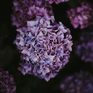 Preview wallpaper hydrangea, inflorescence, lilac, pink, bush