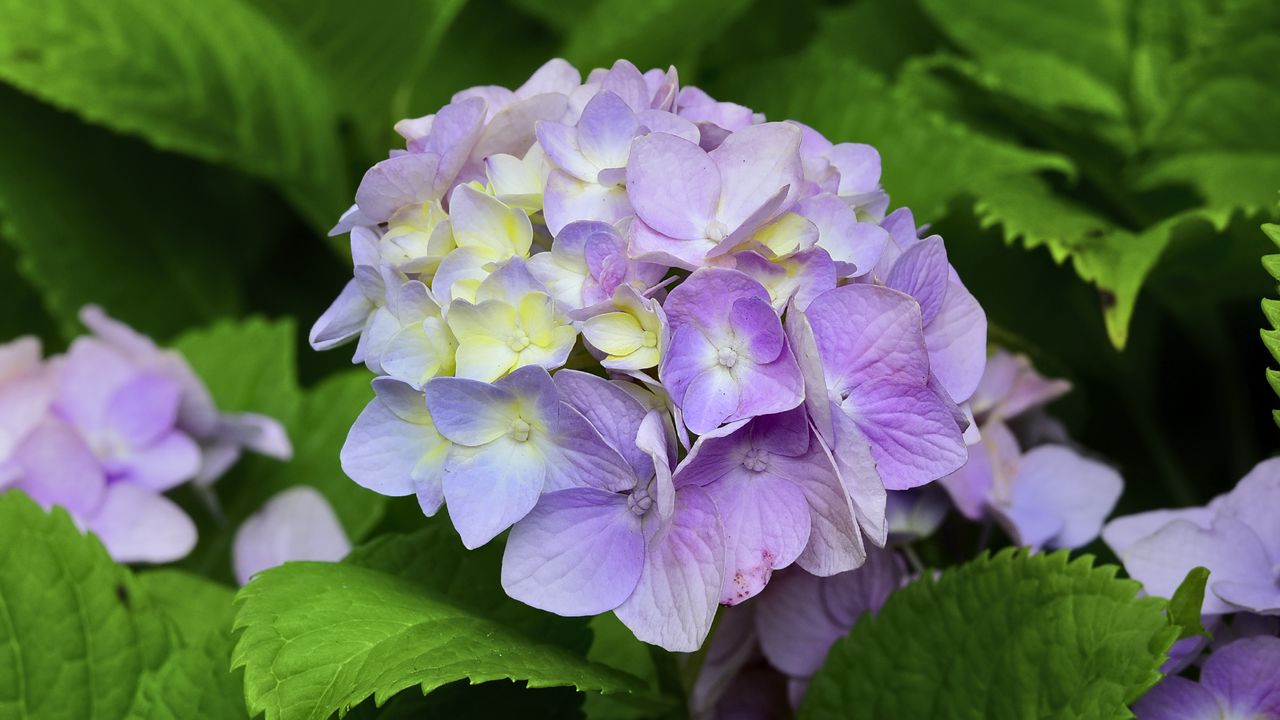 Wallpaper hydrangea, inflorescence, petals, flowers