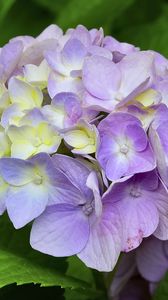 Preview wallpaper hydrangea, inflorescence, petals, flowers