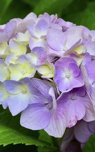 Preview wallpaper hydrangea, inflorescence, petals, flowers