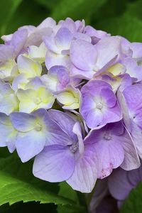 Preview wallpaper hydrangea, inflorescence, petals, flowers