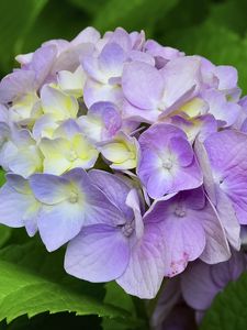 Preview wallpaper hydrangea, inflorescence, petals, flowers