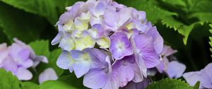 Preview wallpaper hydrangea, inflorescence, petals, flowers