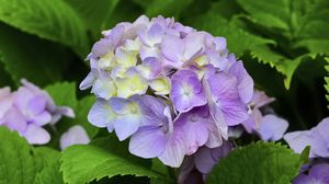 Preview wallpaper hydrangea, inflorescence, petals, flowers