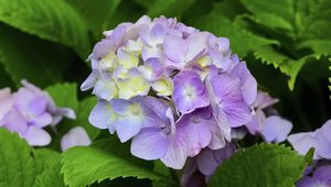 Preview wallpaper hydrangea, inflorescence, petals, flowers