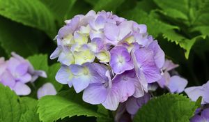 Preview wallpaper hydrangea, inflorescence, petals, flowers