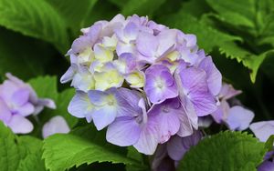 Preview wallpaper hydrangea, inflorescence, petals, flowers