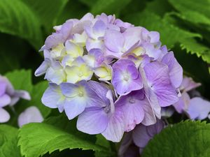 Preview wallpaper hydrangea, inflorescence, petals, flowers