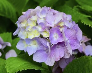 Preview wallpaper hydrangea, inflorescence, petals, flowers