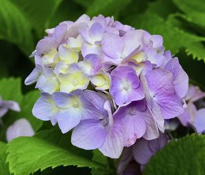 Preview wallpaper hydrangea, inflorescence, petals, flowers