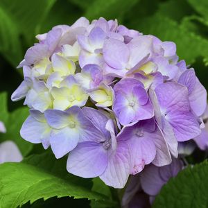 Preview wallpaper hydrangea, inflorescence, petals, flowers