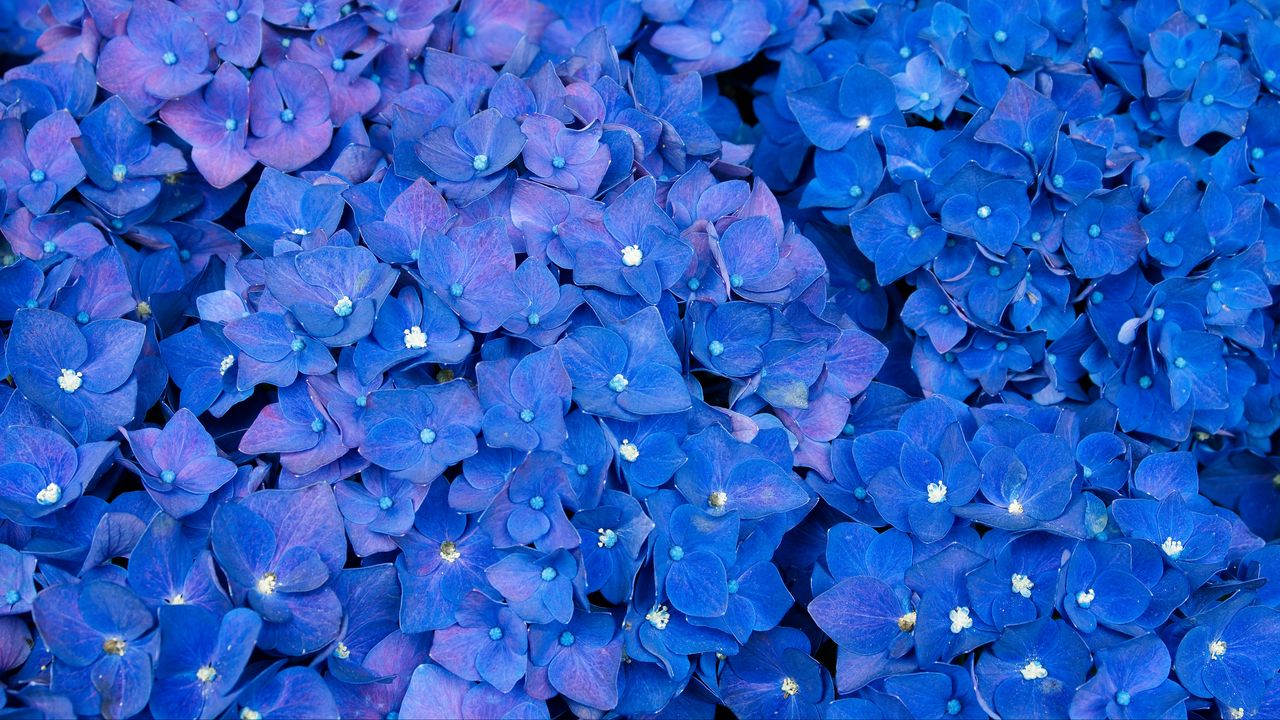 Wallpaper hydrangea, inflorescences, blue, flowers