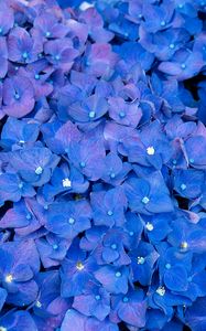 Preview wallpaper hydrangea, inflorescences, blue, flowers
