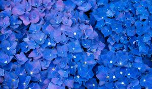 Preview wallpaper hydrangea, inflorescences, blue, flowers