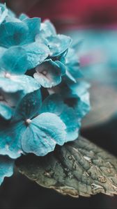 Preview wallpaper hydrangea, inflorescences, drops, moisture, leaves
