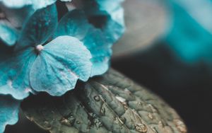 Preview wallpaper hydrangea, inflorescences, drops, moisture, leaves