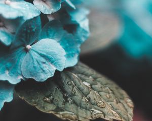 Preview wallpaper hydrangea, inflorescences, drops, moisture, leaves