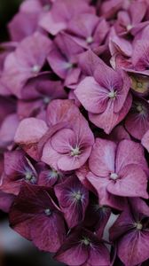 Preview wallpaper hydrangea, inflorescences, lilac, bloom, plant