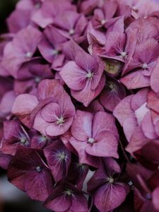 Preview wallpaper hydrangea, inflorescences, lilac, bloom, plant