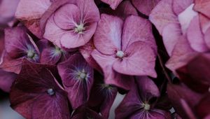 Preview wallpaper hydrangea, inflorescences, lilac, bloom, plant