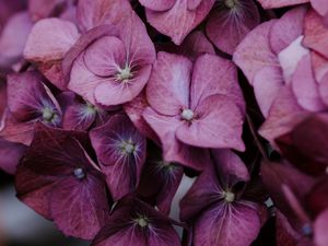 Preview wallpaper hydrangea, inflorescences, lilac, bloom, plant
