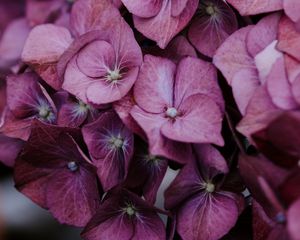 Preview wallpaper hydrangea, inflorescences, lilac, bloom, plant