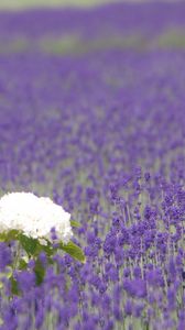 Preview wallpaper hydrangea, lavender, field, sharpness