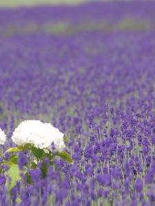 Preview wallpaper hydrangea, lavender, field, sharpness