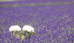 Preview wallpaper hydrangea, lavender, field, sharpness