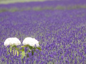 Preview wallpaper hydrangea, lavender, field, sharpness