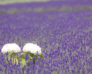 Preview wallpaper hydrangea, lavender, field, sharpness