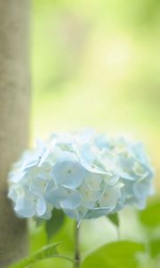 Preview wallpaper hydrangea, leaf, stem, blue, flower, greenery