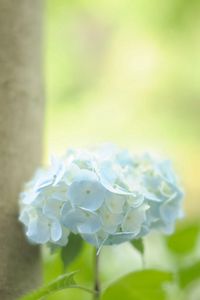 Preview wallpaper hydrangea, leaf, stem, blue, flower, greenery