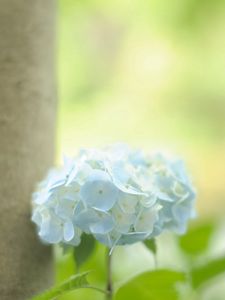 Preview wallpaper hydrangea, leaf, stem, blue, flower, greenery