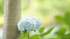 Preview wallpaper hydrangea, leaf, stem, blue, flower, greenery