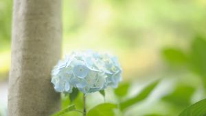 Preview wallpaper hydrangea, leaf, stem, blue, flower, greenery