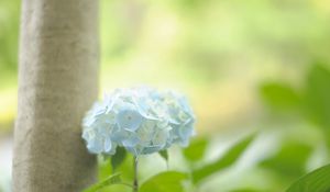 Preview wallpaper hydrangea, leaf, stem, blue, flower, greenery