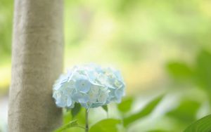 Preview wallpaper hydrangea, leaf, stem, blue, flower, greenery